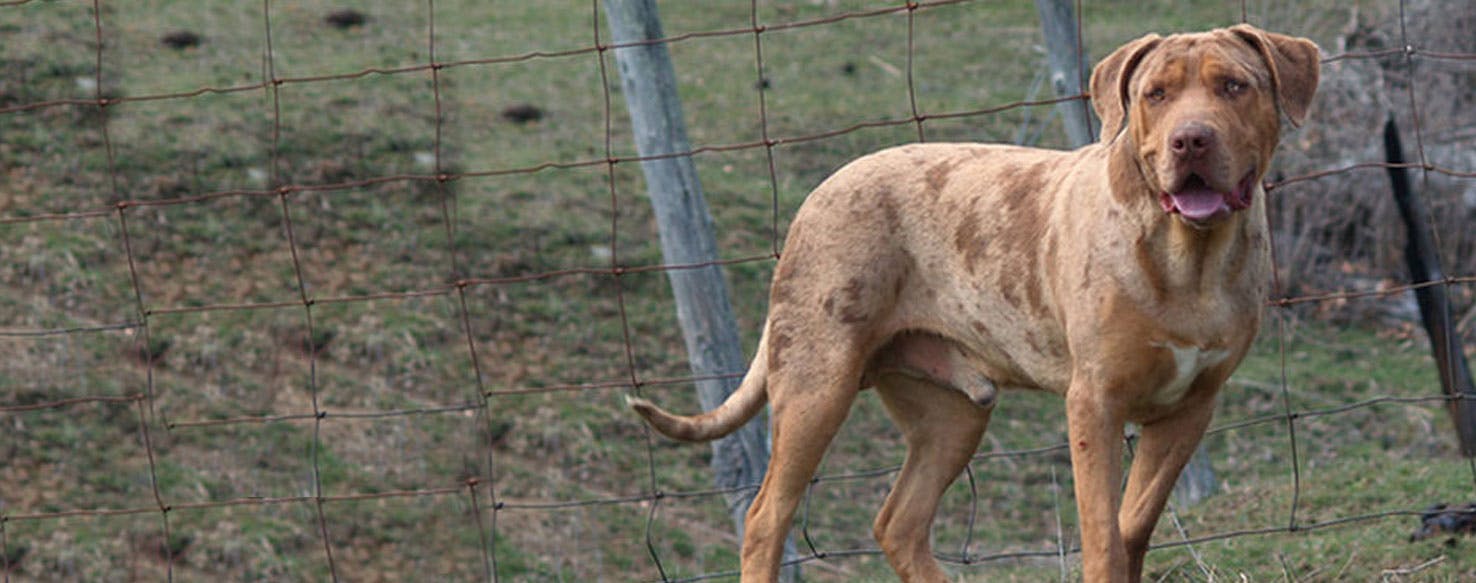 Mastiff catahoula sales